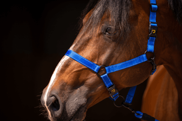 287967 Excellent Horse Premium Halster XS Mini Foal Blauw
