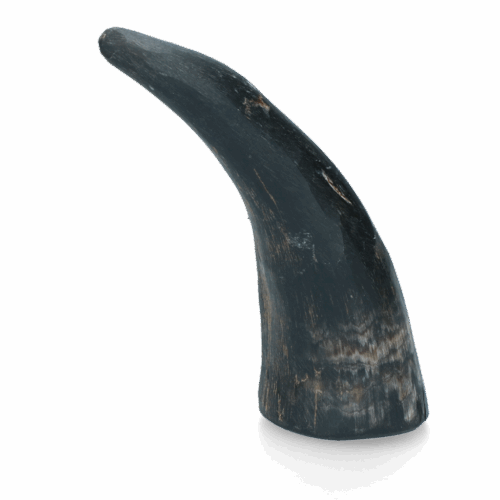 287982 Viking whole Horn S