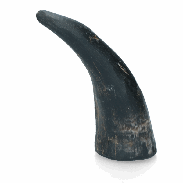 287982 Viking whole Horn S