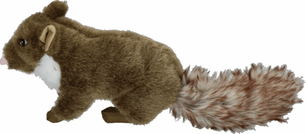 Wild Life Dog Marten