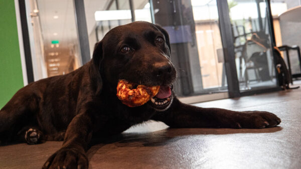 288348 Luna’s Choice Collagen Donut Salmon