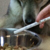 288630 Dolthene breedwerkende ontworming hond
