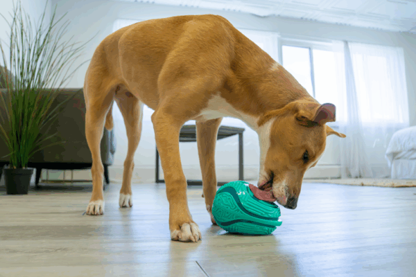 288741 KONG Licks Rewards Md/Lg