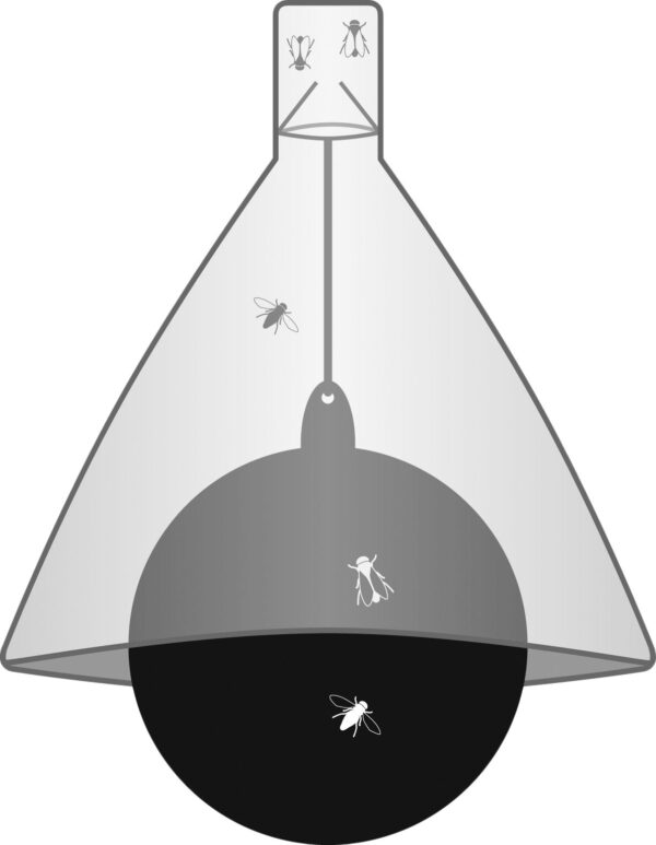 Dazenval TaonX compleet