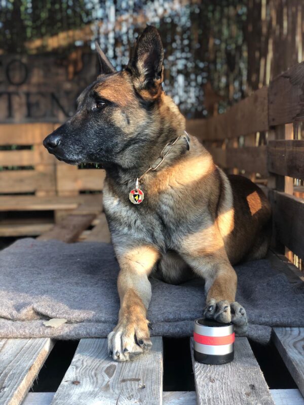 288983 RelaxoPet PRO Dog