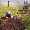 289018 Wild Life Dog Mole (Mol)