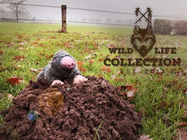 289018 Wild Life Dog Mole (Mol)