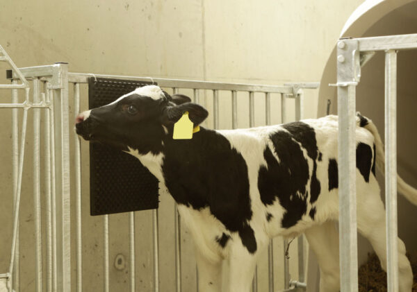 289184 Borstelmat voor Paard, Kalf, Geit Zwart (L40xB30cm)