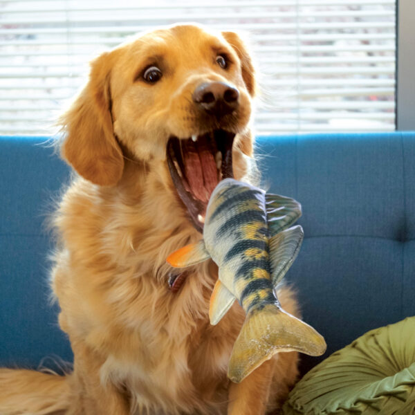 289285 KONG Wild Shieldz Perch Md