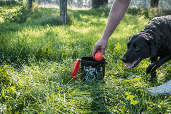 289343 Dog Comets Meteor Shower