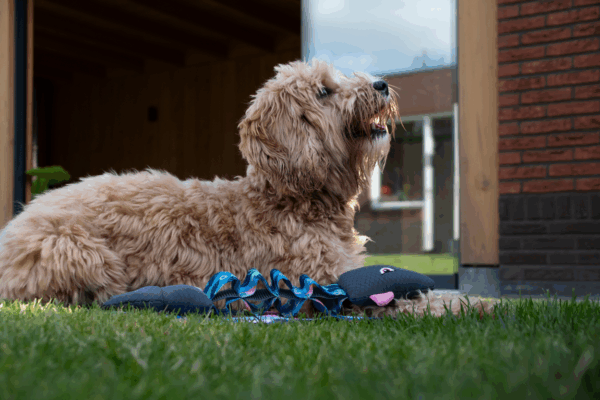 289395 CoolPets Pull me! Sharky (Flamingo)