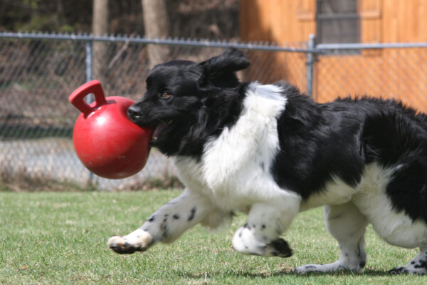 289461 Jolly Tug-n-Toss 15 cm Rood