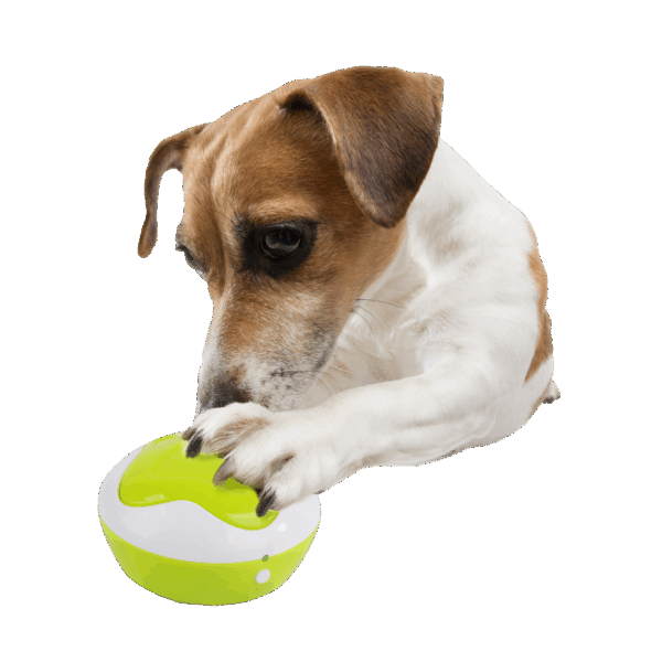 289907 AFP Interactives - Puppy Interpreter