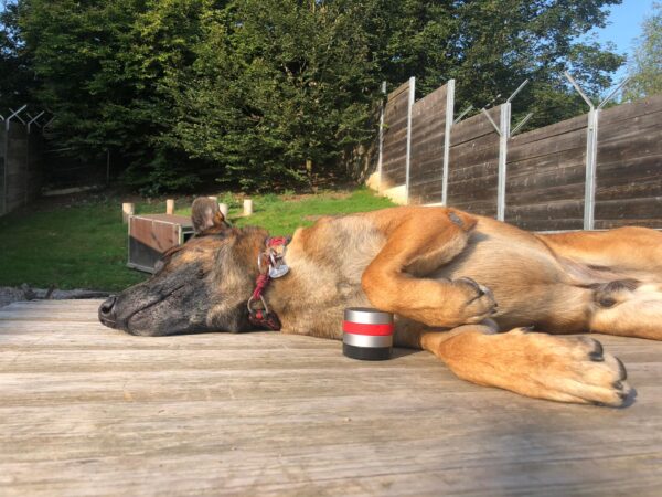 289924 RelaxoPet PRO Dog