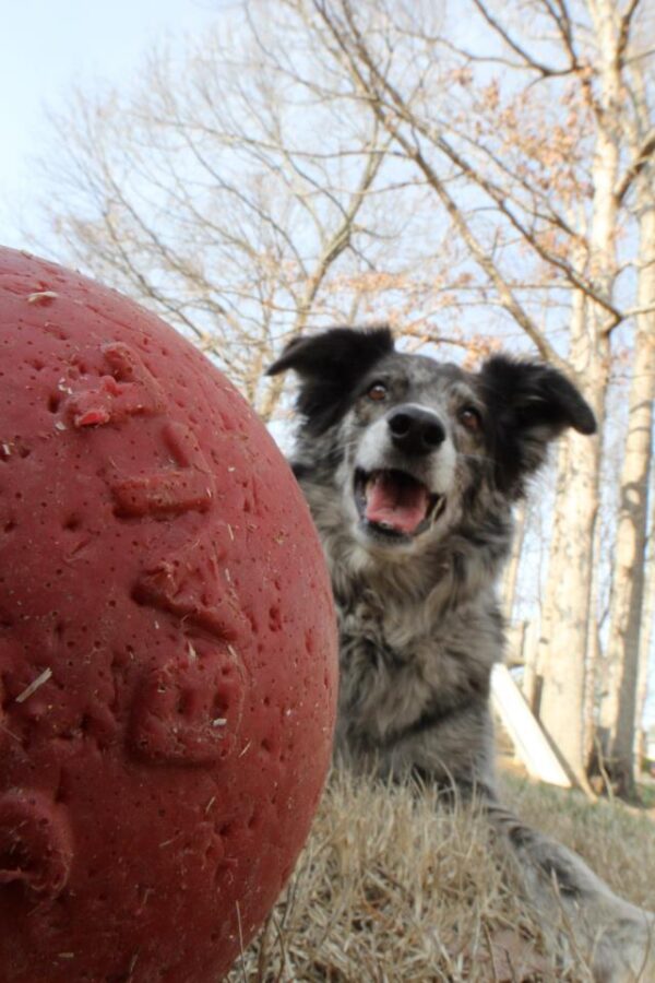 289974 Jolly Tug-n-Toss 15 cm Rood