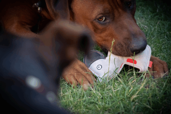 289977 Doggy Doodles Puppy donkergrijs