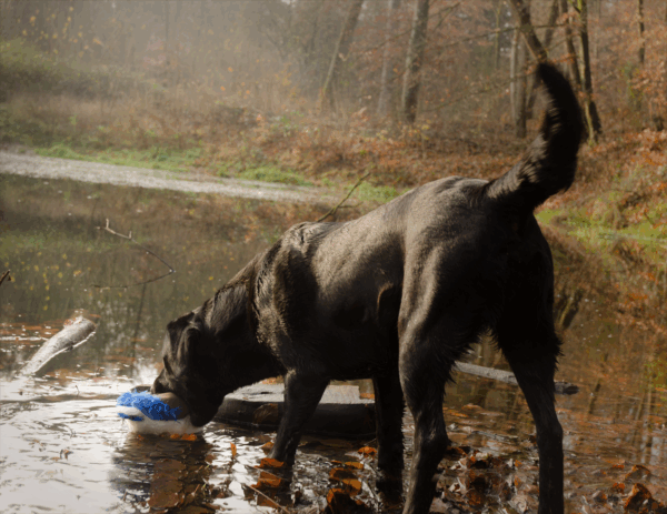 290005 Wild Life Dog Duck (Eend)