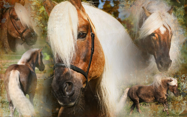 290148 Excellent Horse Hi Gloss Spray 500 ml