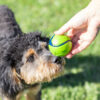 Chuckit sniff fetch balls md canister 4pk