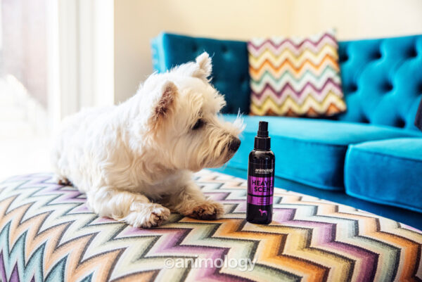 291182 Animology Heaven Scent Fragrance Mist