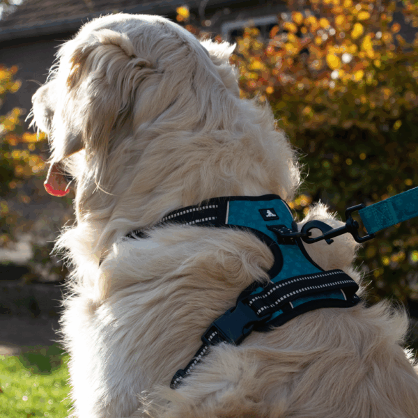 291262 Spotted! PRO Harnas Paars S