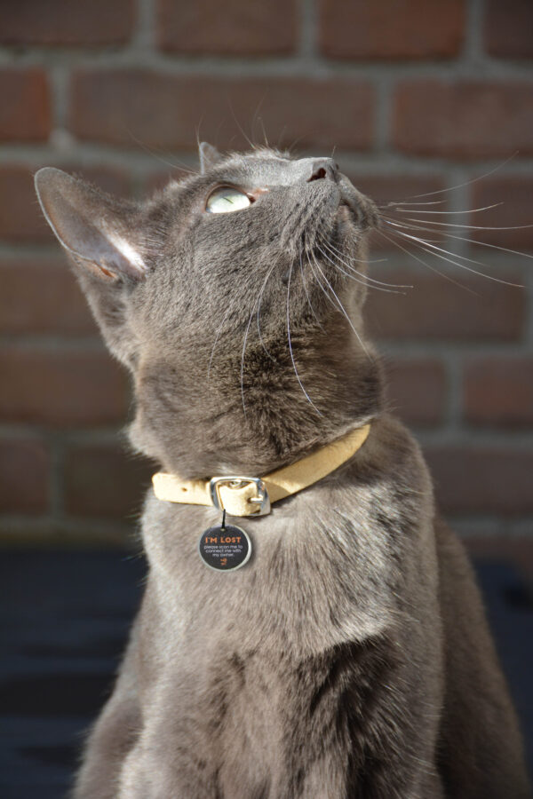 291356 Spotted! Pro Dog and Cat Small