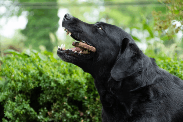 297217 Bugbone Large