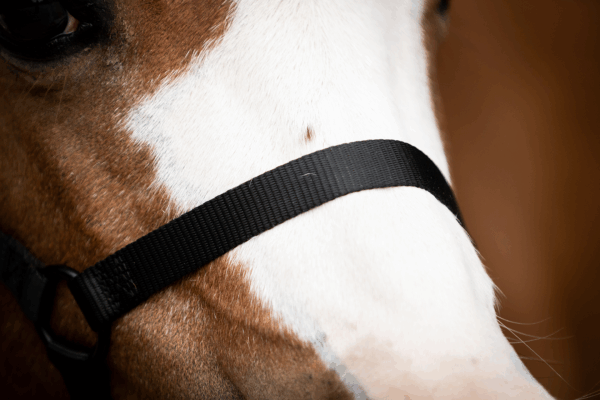 297604 Excellent Horse Essential Halster XS Mini Foal Zwart