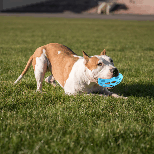 297780 AFP Meta Ball - Wiggle Holey Roller M