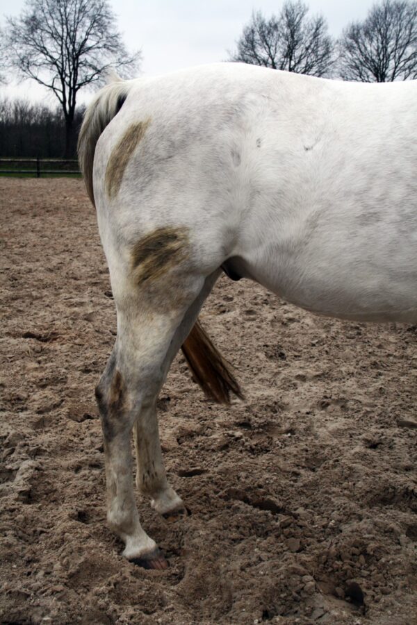 Excellent Horse Hi Gloss Clean Spray 500 ml