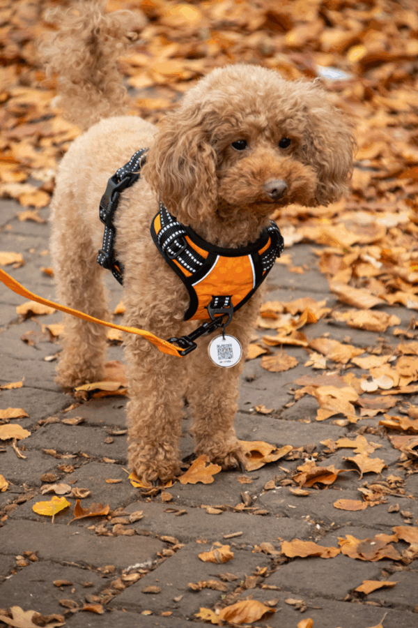 298380 Spotted! PRO Harnas Paars S