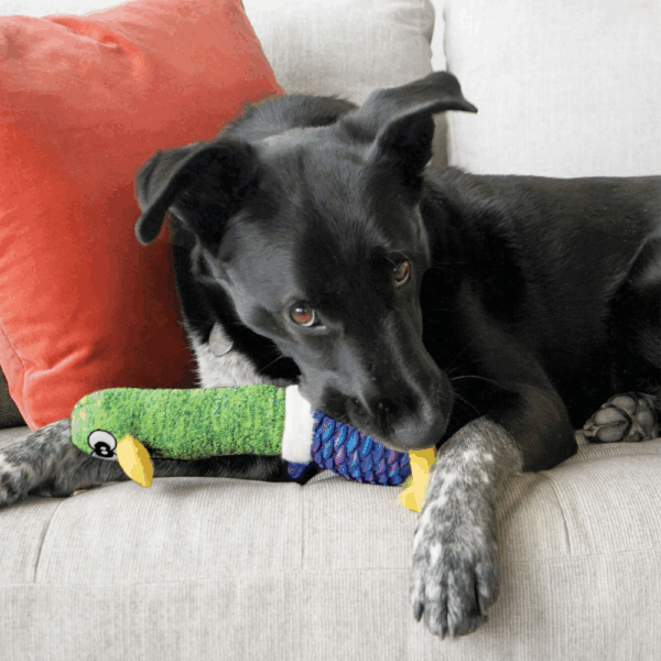 298513 KONG Shakers Cuckoos Assorted Md