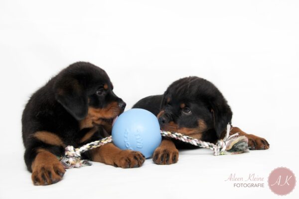 298625 Jolly Ball Romp-n-Roll 15cm Baby Blauw (Bosbessengeur)