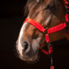 298681 Excellent Horse Superior Halster XS Mini Foal Rood