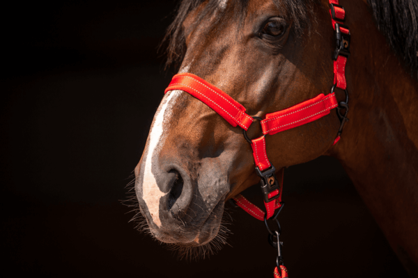 298681 Excellent Horse Superior Halster XS Mini Foal Rood