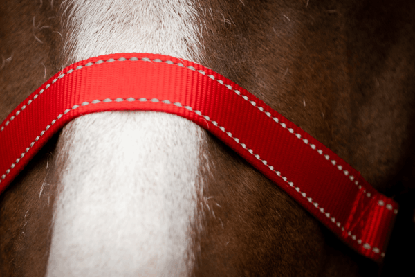 298876 Excellent Horse Premium Halster XS Mini Foal Rood