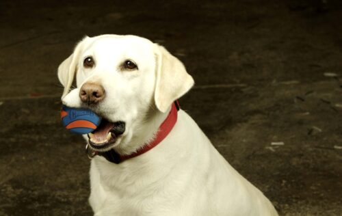 298973 Chuckit Ultra Squeaker Ball M 6 cm 1 pcs.