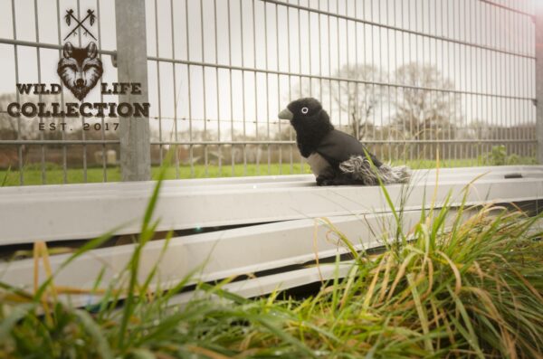 299235 Wild Life Dog Raven (Raaf)