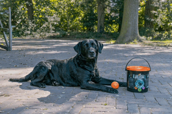 299282 Dog Comets Meteor Shower