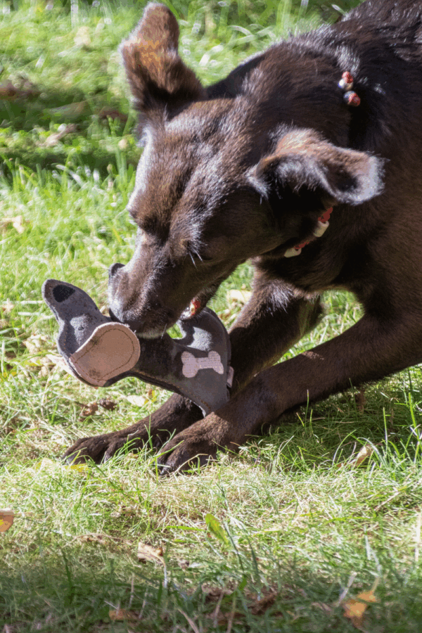 299561 Doggy Doodles Puppy donkergrijs