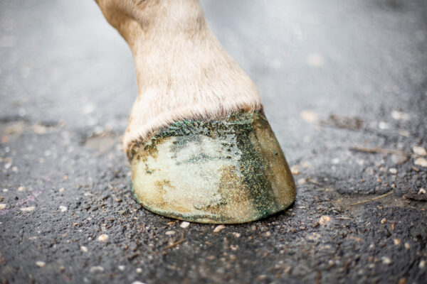 299637 Excellent Horse Hi Gloss Glitter Hoof Polish Silver 150 ml