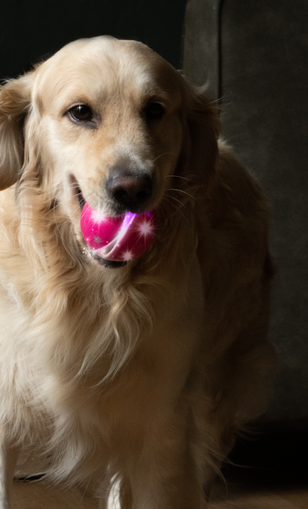 Dog Comets Helix Roze