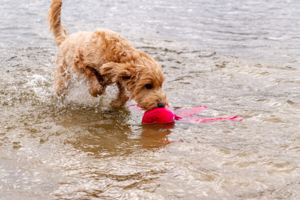 299928 Dog Comets Alien Octo Green M