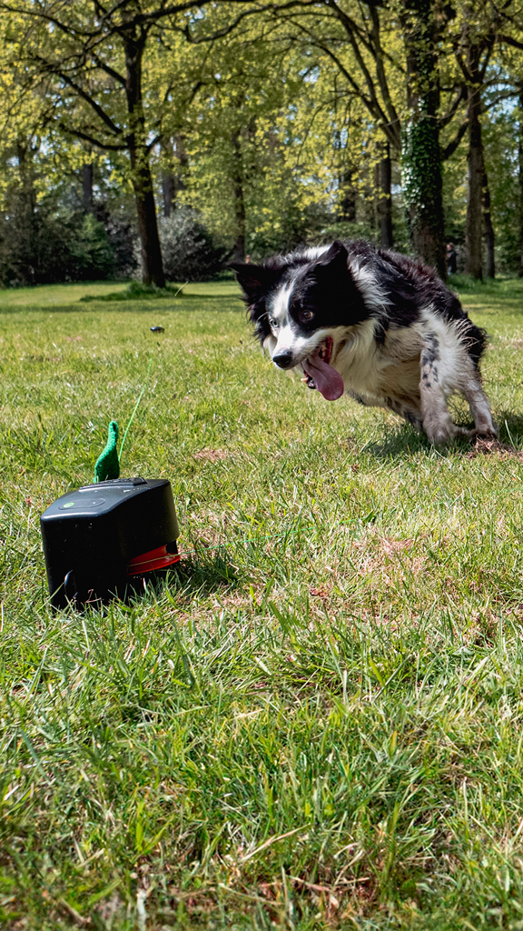 300125 Dog Comets Star Chaser