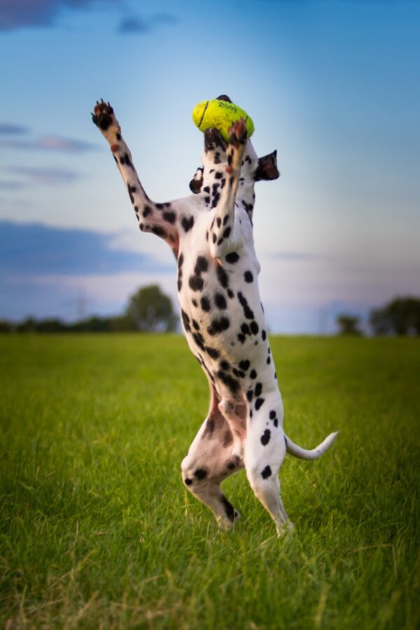 300344 KONG Air Squeaker Football Small