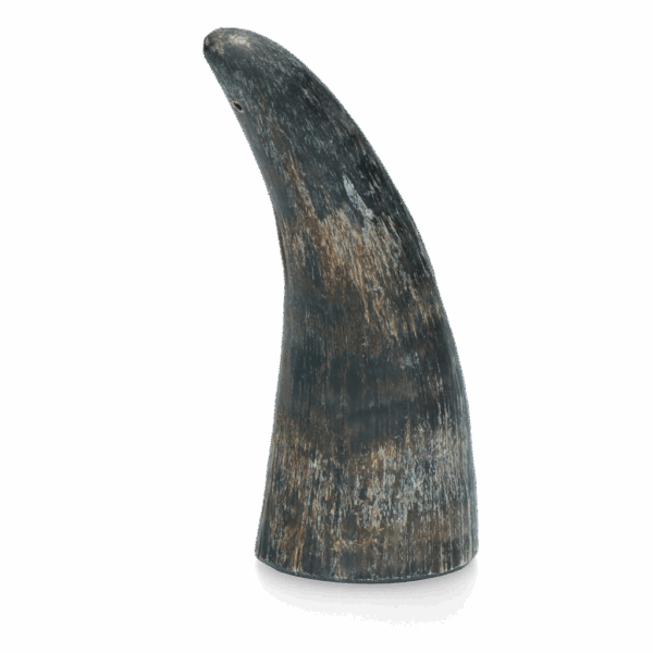 300937 Viking whole Horn S