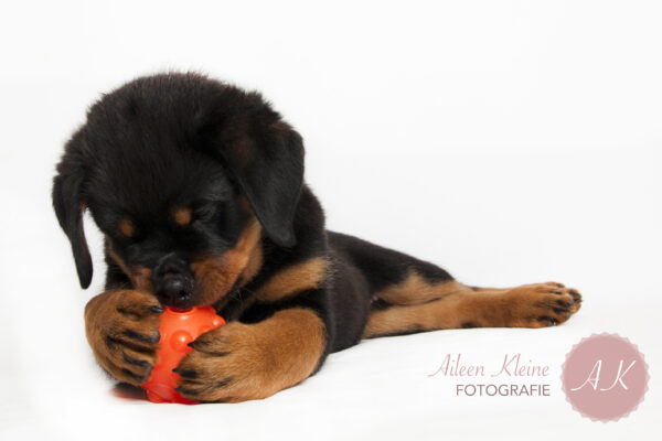 301000 Jolly Jumper Ball 7,5 cm Oranje