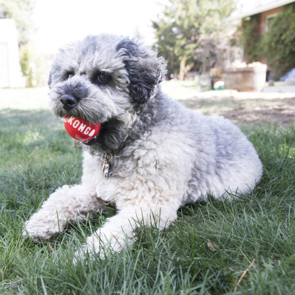 301059 KONG Signature Balls 4-pk Assorted Sm