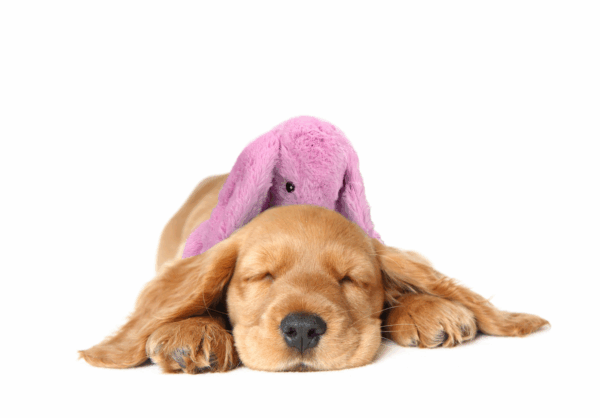 301171 Cozy Dog Bunny Blue
