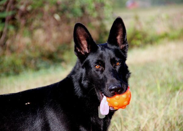 301359 Jolly Jumper Ball 7,5 cm Oranje